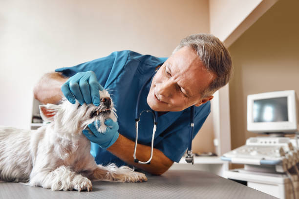 Best Mobile Emergency Dentist in Mineral Point, WI